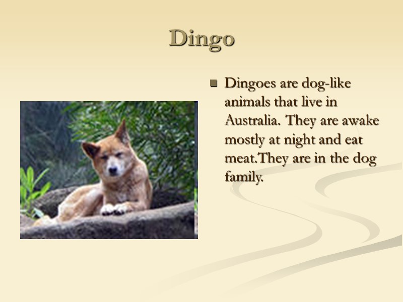 Dingo Dingoes are dog-like animals that live in Australia. They are awake mostly at
